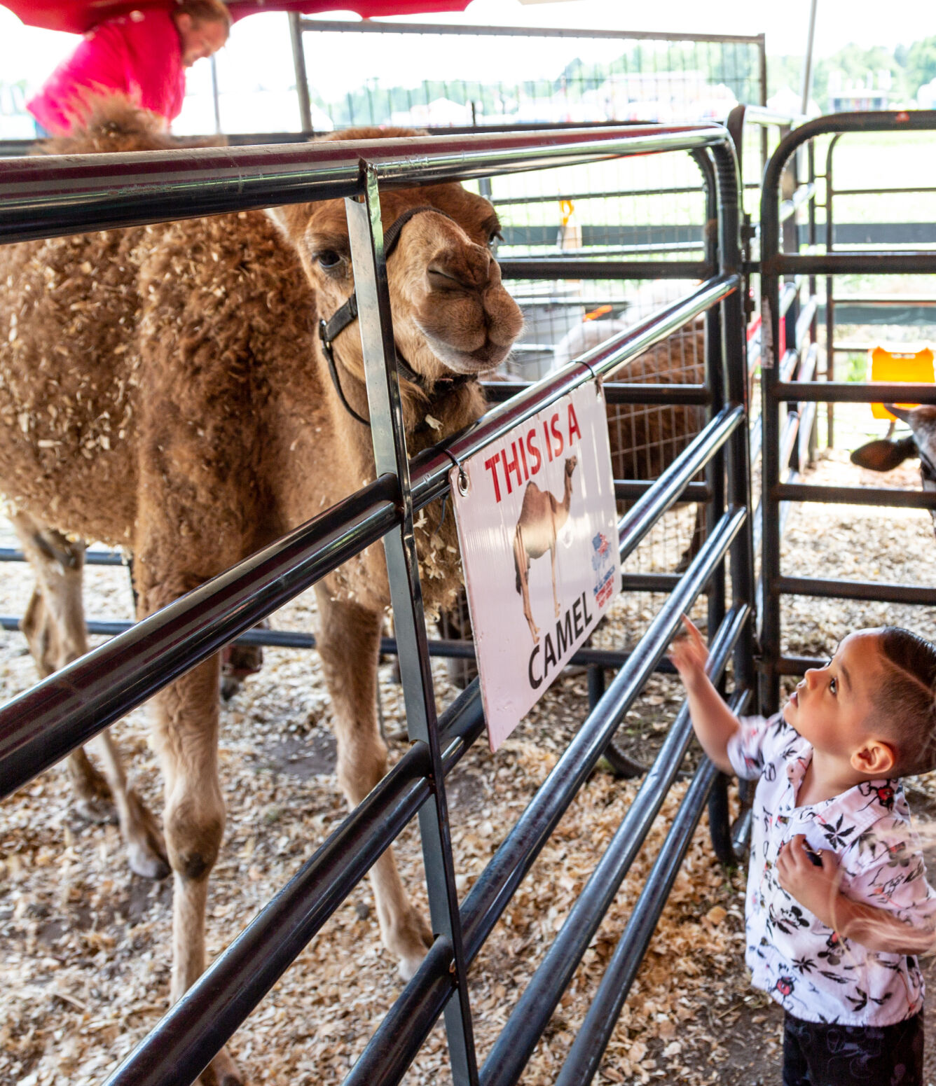 Petting zoo
